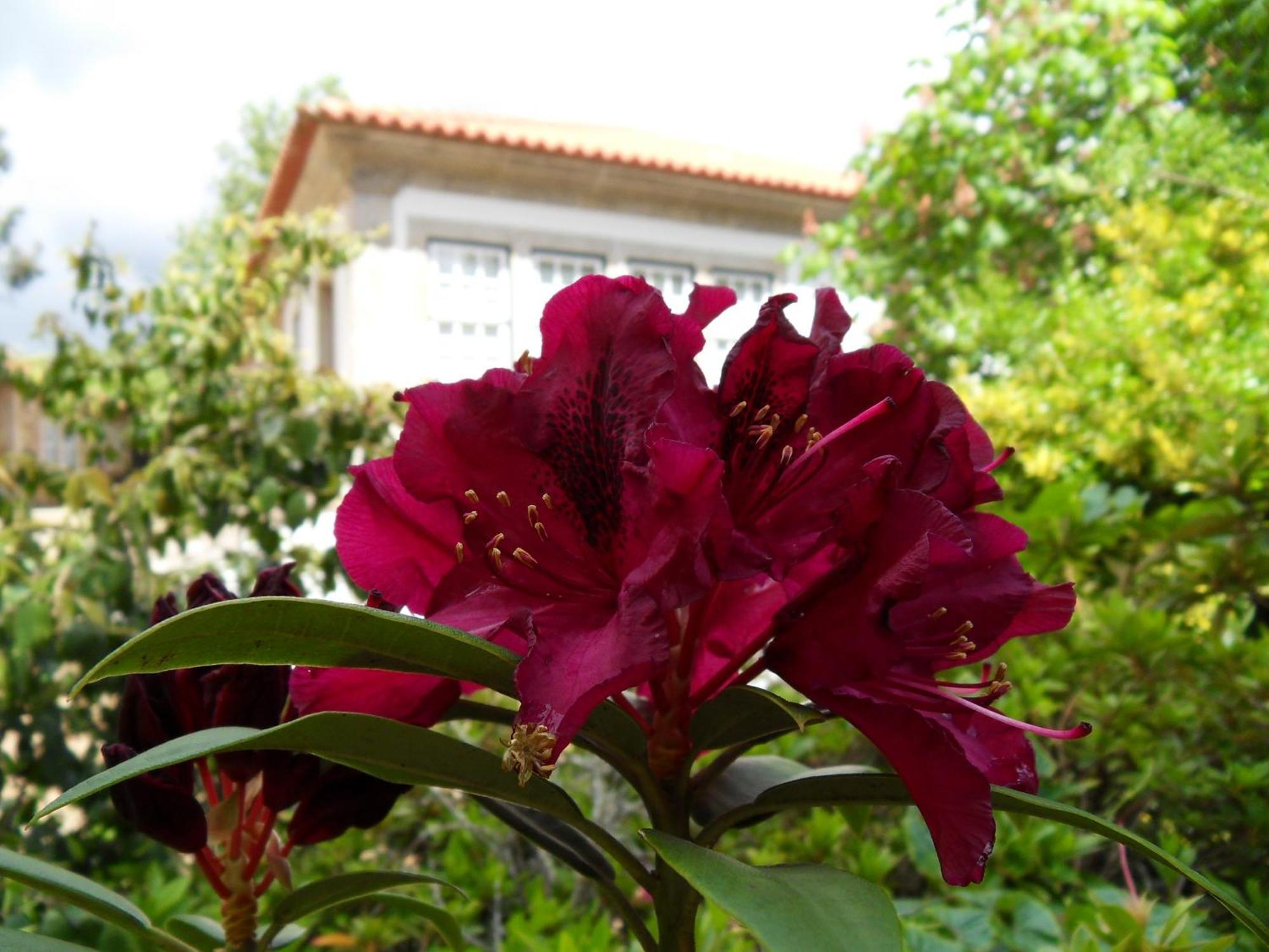Quinta Do Bento Novo - Casa De Campo - Turismo Rural Viana do Castelo Kültér fotó
